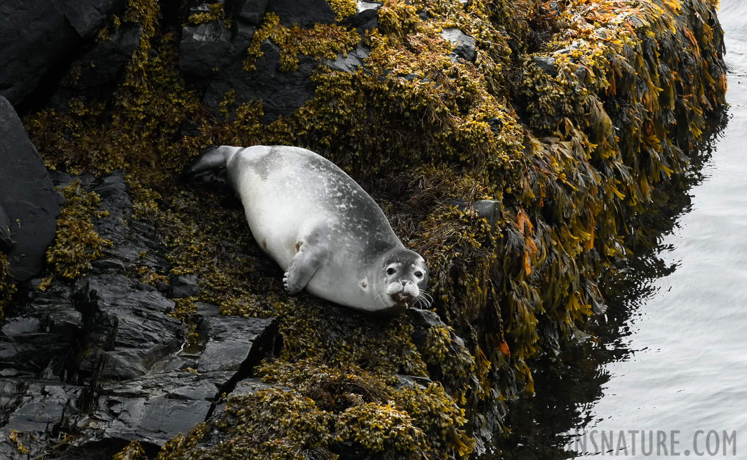 Phoca vitulina concolor [400 mm, 1/800 sec at f / 8.0, ISO 1600]